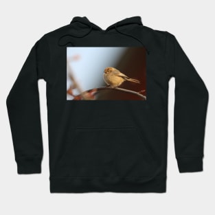 Female bushtit Hoodie